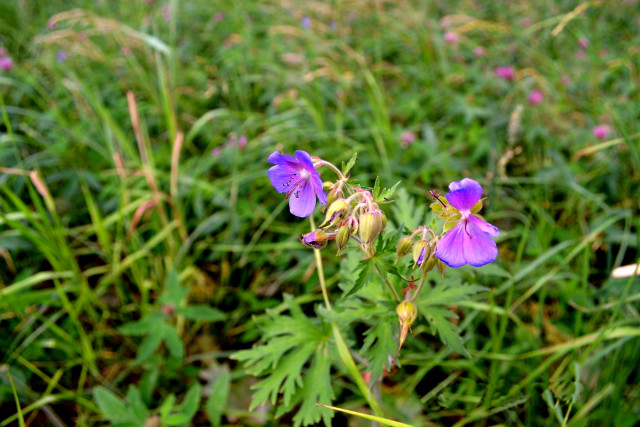 Полевые цветы сиреневого цвета.