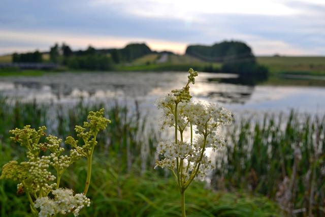 Полевые цветы на фоне пруда.