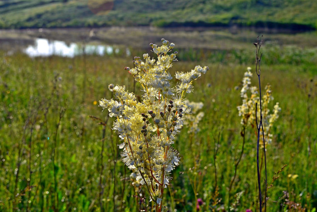 Цветок таволги обыкновенной на фоне луга в синих тонах