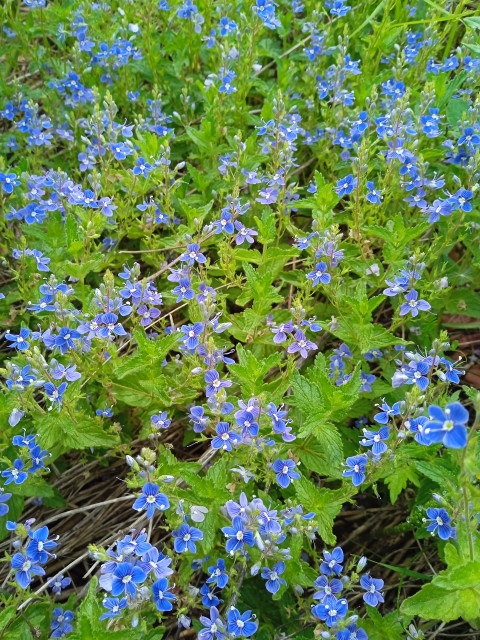 Много мелких синих цветов в траве.