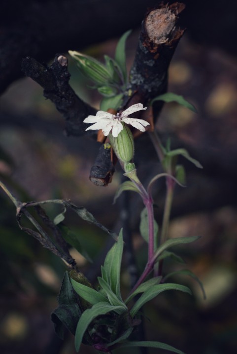 Цветок, похожий на гвоздику.