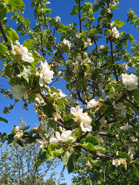 Цветущие ветки яблони.