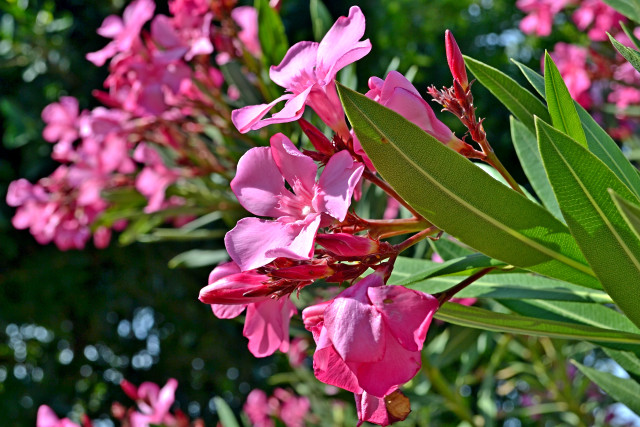 Соцветие олеандра крупным планом.